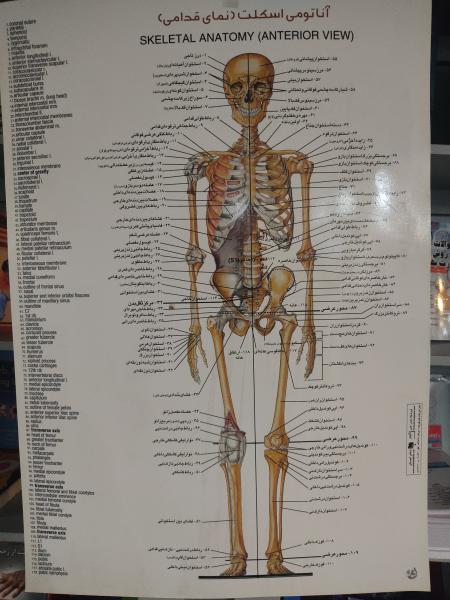 آناتومی اسکلت نمای قدامی - پوستر