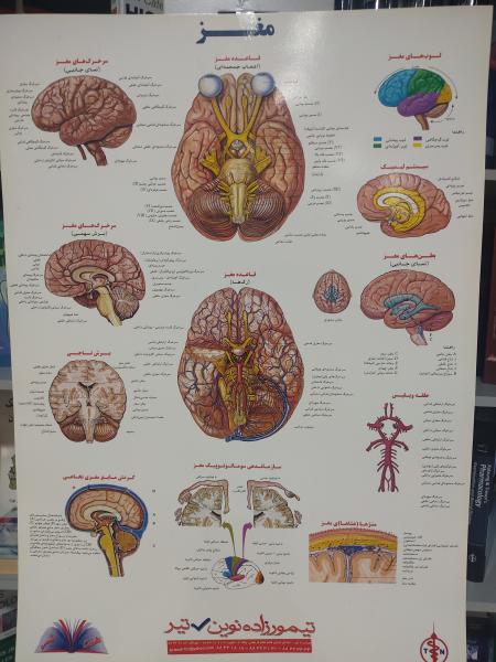 مغز - پوستر