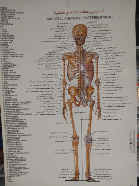 پوستر آناتومی اسکلت نمای خلفی - پوستر