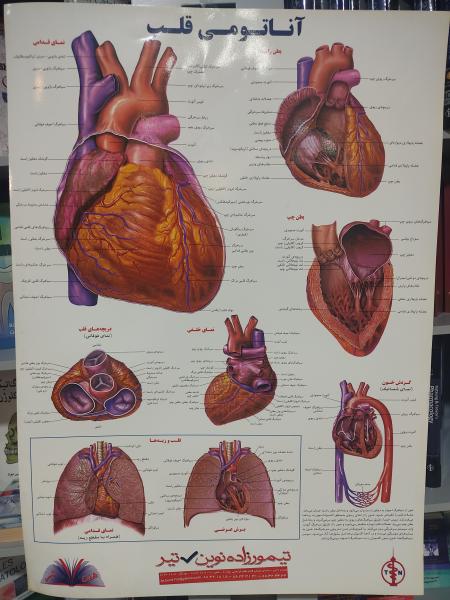 پوستر آناتومی قلب - پوستر